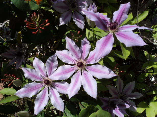 Clematis in full bloom