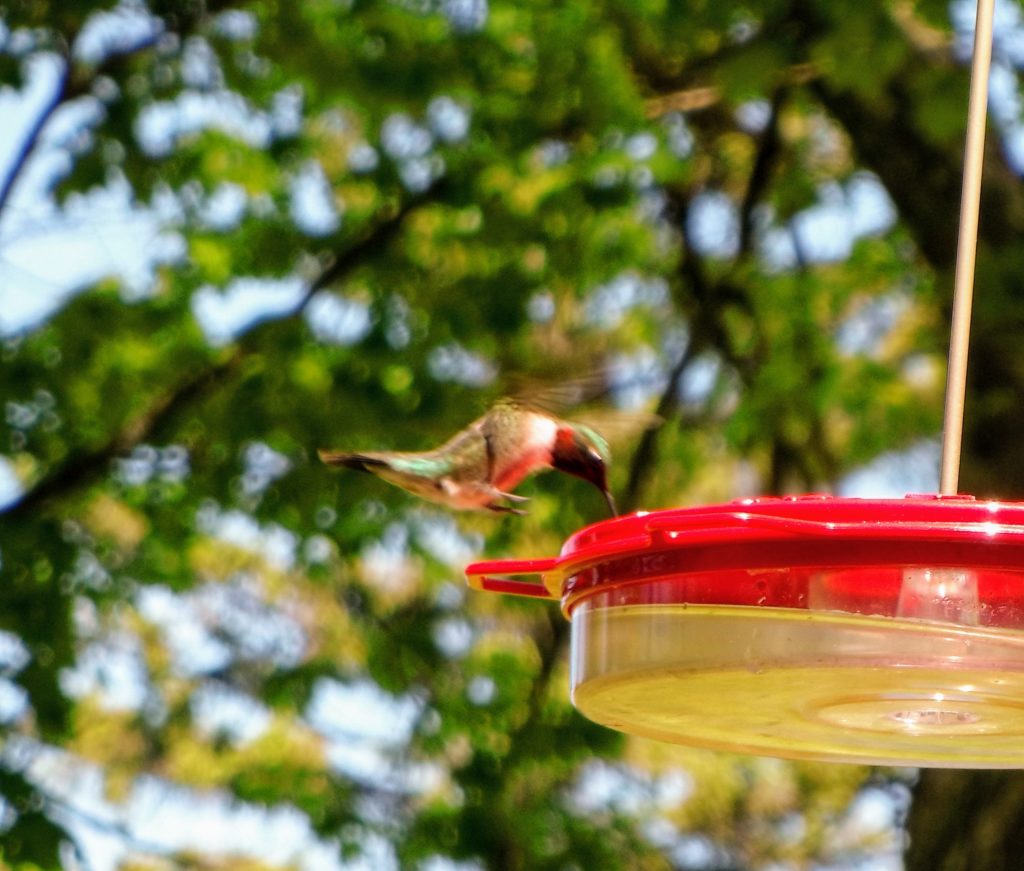 the feeder keeps busy